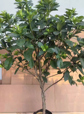老桩大叶栀子花大树苗大棵栀子花浓香型开花独杆室内外花卉