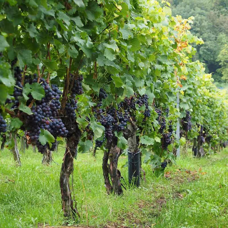 抗寒藤王葡萄树盆栽地栽南方北方种植当年结果苗