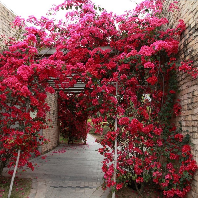 三角梅花树苗爬藤南方庭院