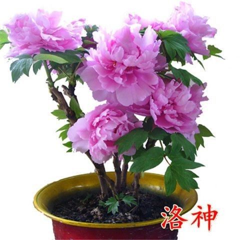 牡丹花树苗盆栽地栽植物荷兰进口四季室外庭院易成活花卉