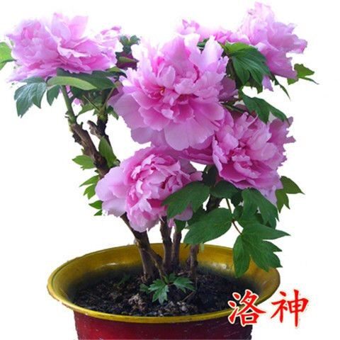 牡丹树苗盆栽植物荷兰四季室外