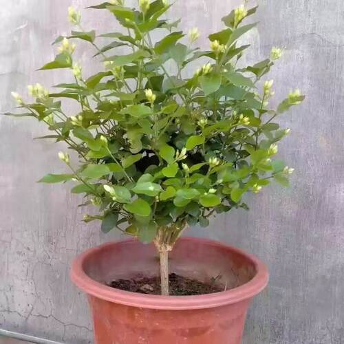 茉莉花盆栽独杆笔尖茉莉带花苞浓香型花卉阳台庭院室内外种植