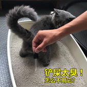 猫砂除臭珠猫咪用品盆去味剂猫屎消臭伴侣片神器日本厕所防臭宠物