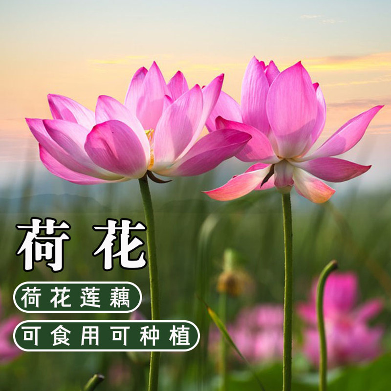 水生荷花苗食用莲藕根苗水缸盆栽大型莲花藕观赏水培水养池塘荷叶