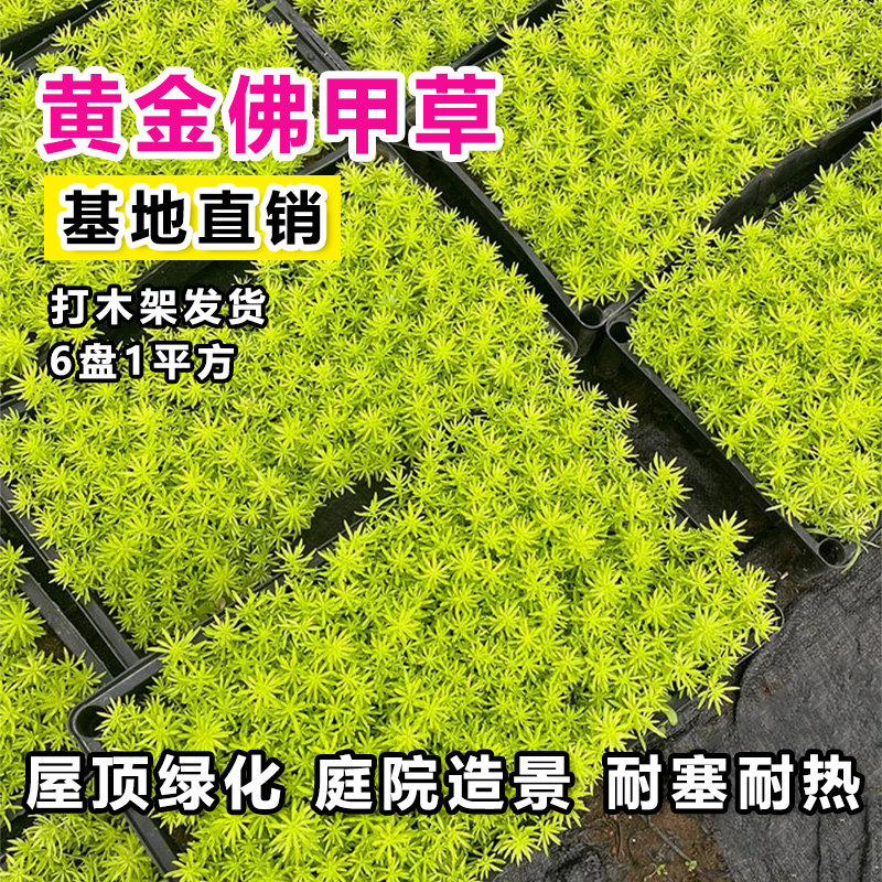 佛甲草草皮黄金金叶过路黄万年草中华景天佛甲草苗屋顶绿化坪植物