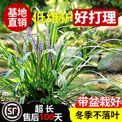 金边麦冬草庭院别墅四季户外耐寒