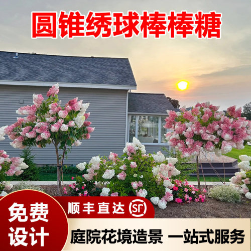 圆锥绣球棒棒糖庭院造景植物香草草莓耐晒耐寒木绣球树苗花卉盆栽