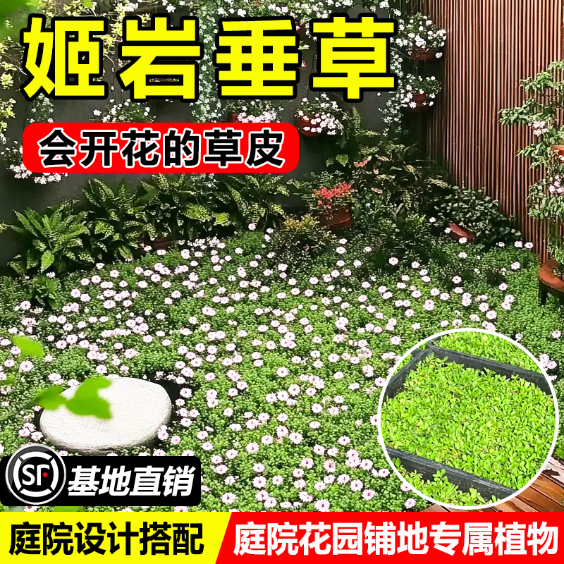 姬岩垂草庭院花境植物