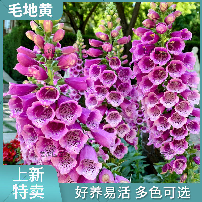 四季毛地黄花苗盆栽带花苞发货多年生宿根庭院阳台花卉花镜花植物