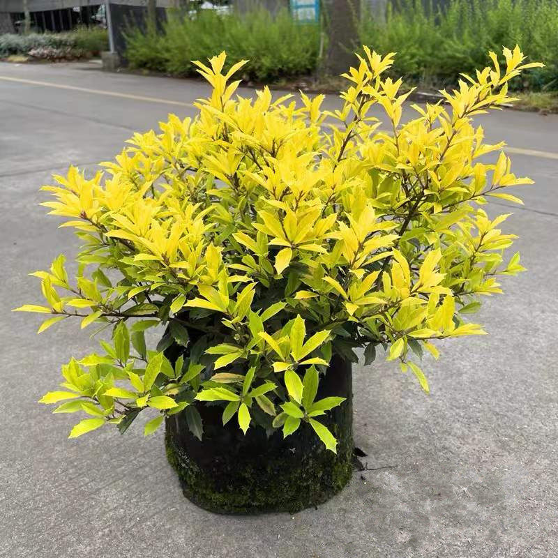 黄金枸骨盆栽大苗庭院阳台花卉爆盆多年生耐寒木本植物带花原盆发