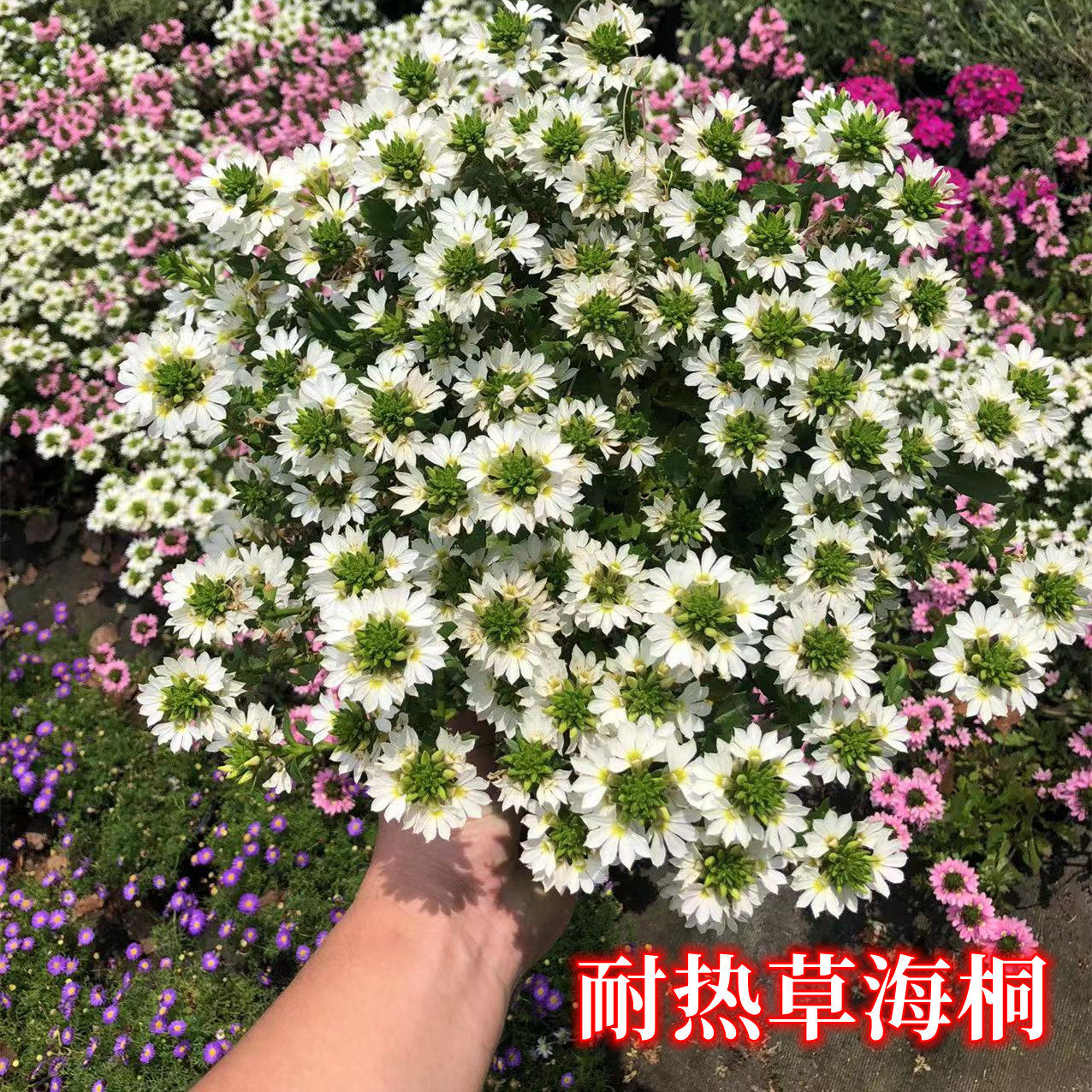 草海桐纸扇花紫扇花夏日耐热阳台庭院多年生宿根草本植物盆栽花卉