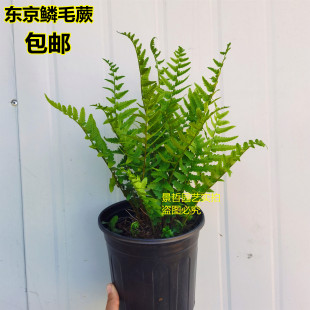 包邮花镜植物 凤尾蕨鳞毛蕨盆栽 东京蕨盆栽观叶植物 耐寒蕨 常绿