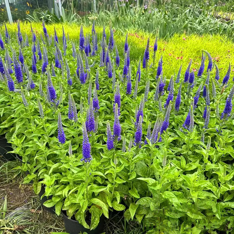 穗花婆纳盆栽蓝色多年生庭院