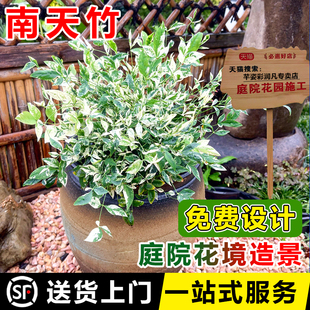 红宝石南天竹花镜庭院植物秋色暮光之城花叶苗火焰湾流青柠檬耐寒