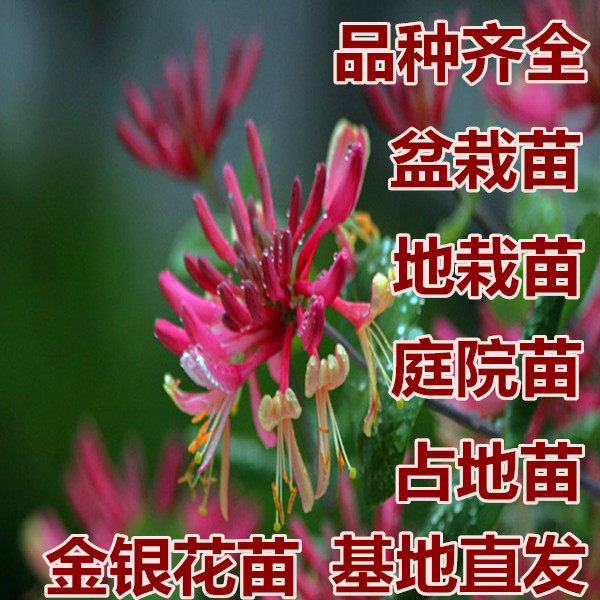 红 黄四季金银花盆景老树桩 盆栽植物 金银花盆栽庭院绿化树苗