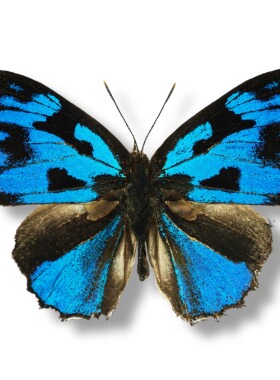 埃圆灰蝶 真蝴蝶标本原蝶未展翅蓝色diy制作装饰动物标本材料摆件