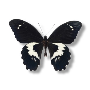 联姻美凤蝶 雄 真蝴蝶标本原蝶未展翅手工diy制作装饰画材料精品-