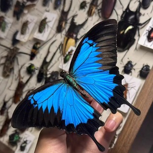 天堂凤蝶Papilioulysses真蝴蝶标本原蝶未展翅手工diy制作