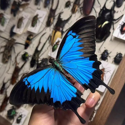 天堂凤蝶真蝴蝶标本原蝶未展翅