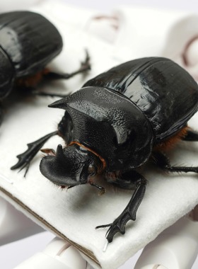 牛头蜣螂象粪 对虫 真甲虫标本原虫未整姿手工diy制作装饰画材料