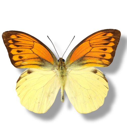 红翅鹤顶粉蝶真蝴蝶标本原蝶