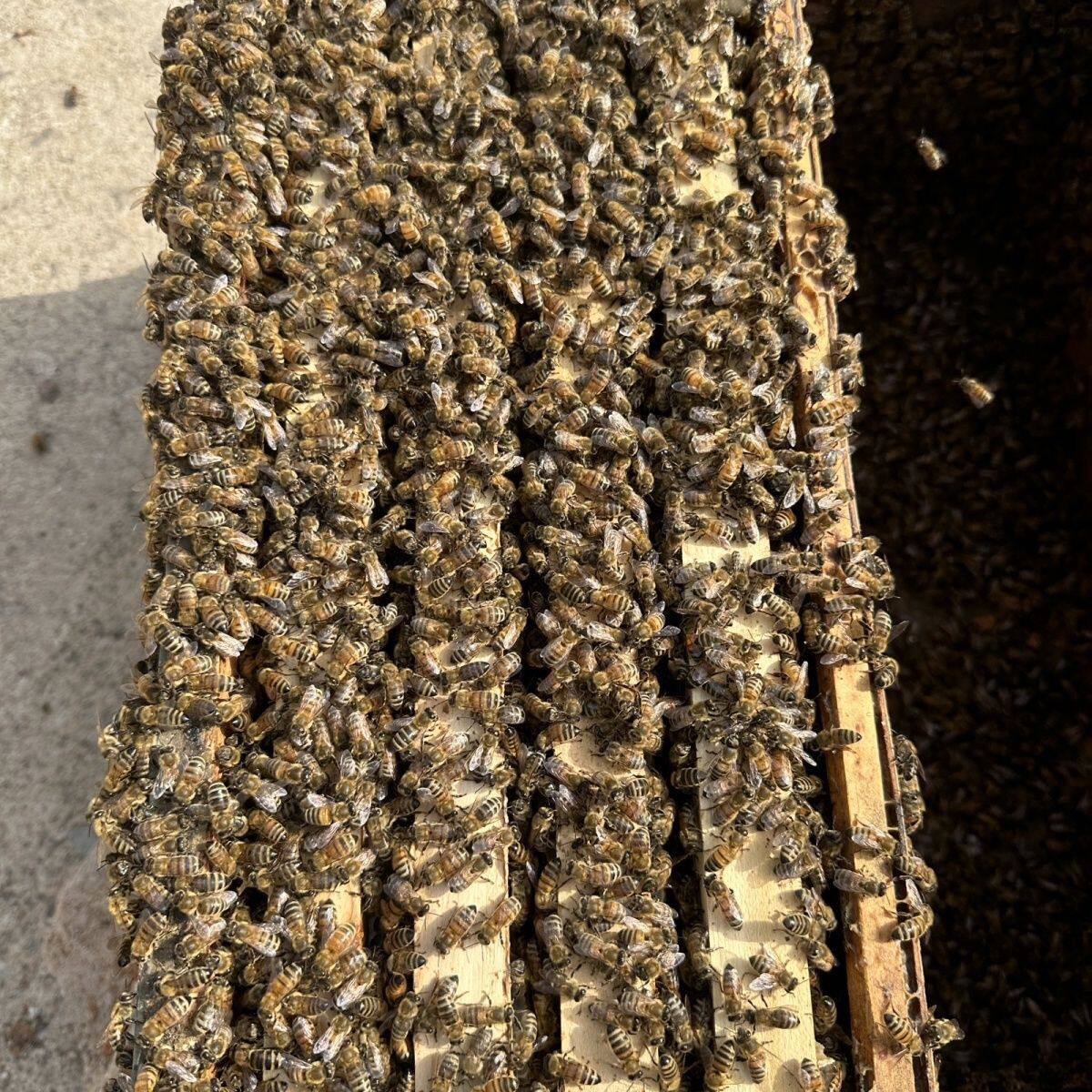 【带脾带蜜】意蜂蜂群笼蜂意蜂群带王蜂群原群意大利蜂蜜蜂笼蜂