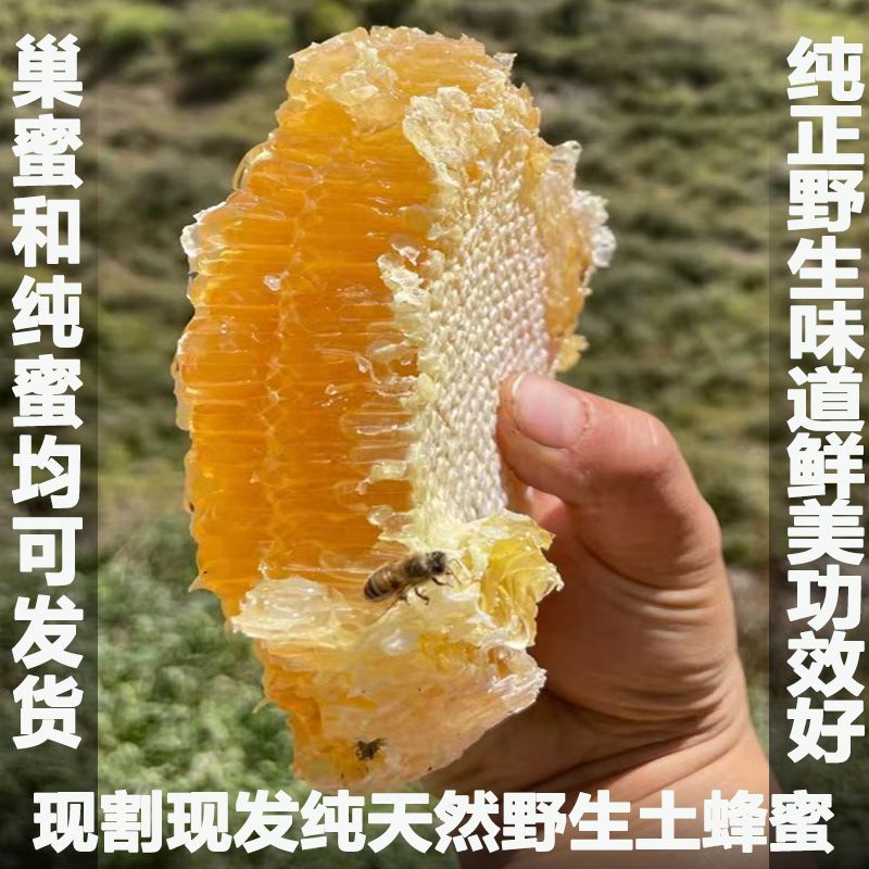 甘肃纯正天然野生土蜂蜜500克包邮中蜂蜜百花蜜野生中材花粉巢