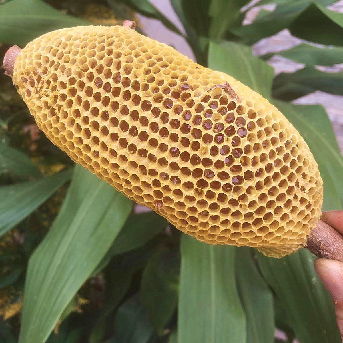 小挂蜜巢蜜嚼着吃纯正土蜂蜜蜂窝蜜百花蜜小草蜂蜜悬崖蜂蜜正宗