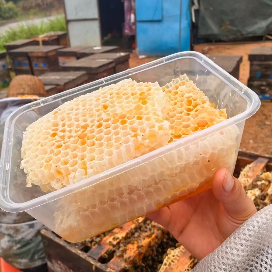 福建天然蜂巢胚少蜜带蜜嚼着吃天然蜂窝软糯香甜爆汁蜂农自销