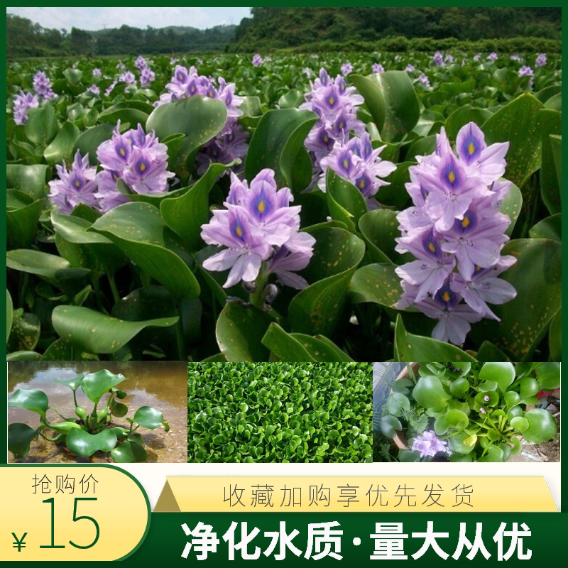 水葫芦池塘净水养鱼养龟水花生草养殖虾蟹浮萍飘浮性水草水生植物