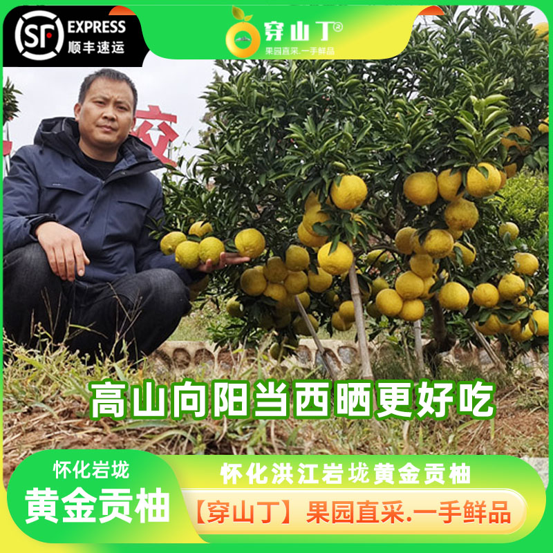 怀化洪江岩垅乡黄金贡柚子-顺丰