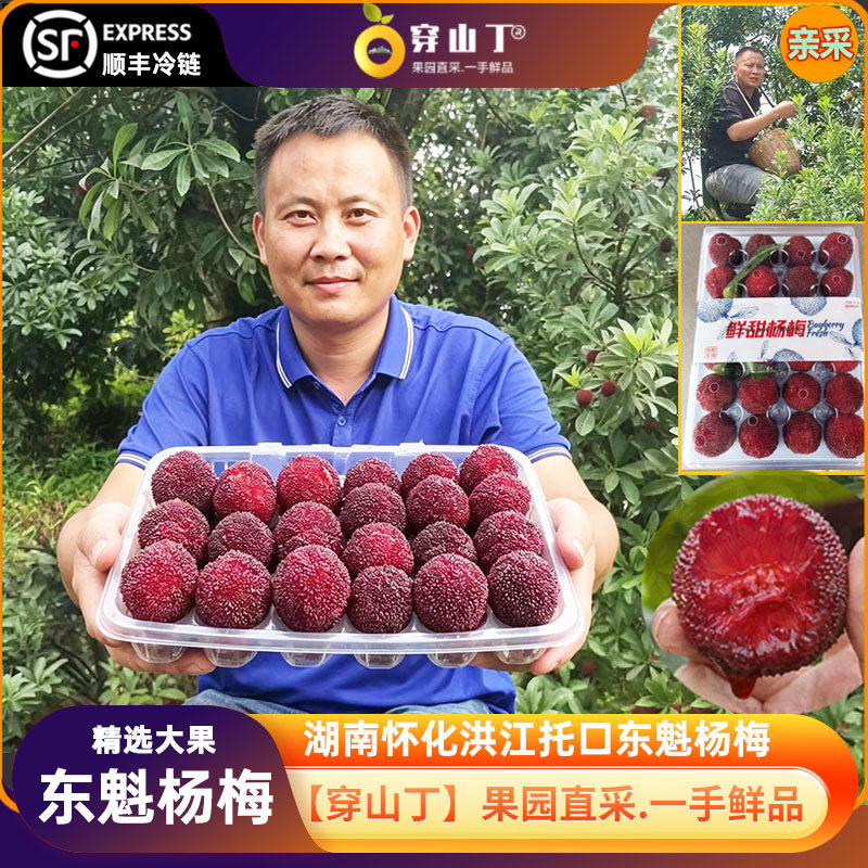 湖南怀化洪江托口东魁杨梅_非仙居东魁杨梅_新鲜孕妇水果清甜爆汁