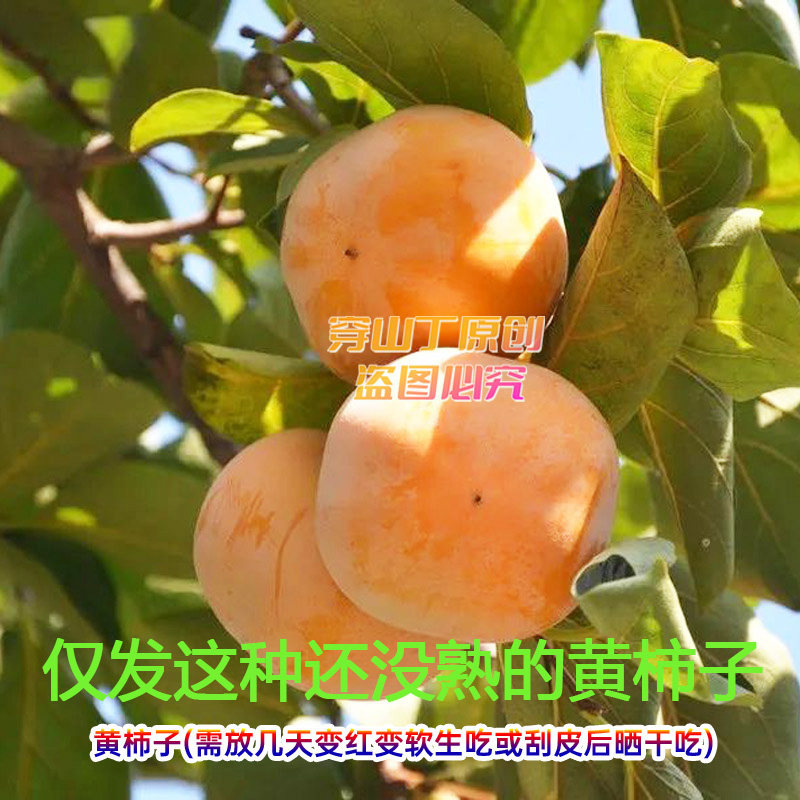 湖南怀化洪江高山本地柿子-仅发硬的黄柿子需放几天或刮皮晒干吃