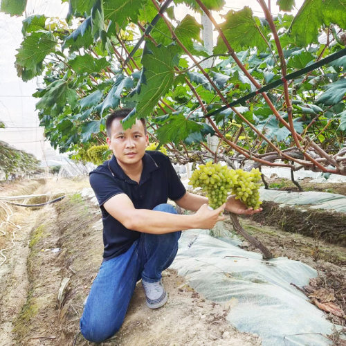 金手指葡萄_湖南怀化泸阳本地金手指葡萄大串新鲜提子_金黄更香甜