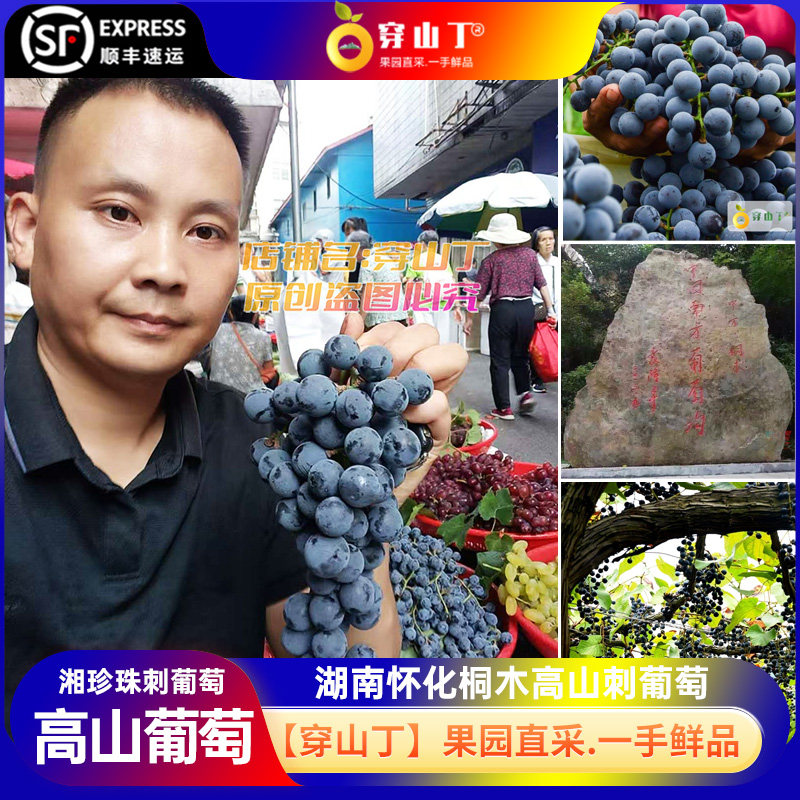 湖南怀化中方桐木高山刺葡萄_湘珍珠葡萄现摘现发_酿酒小黑葡萄