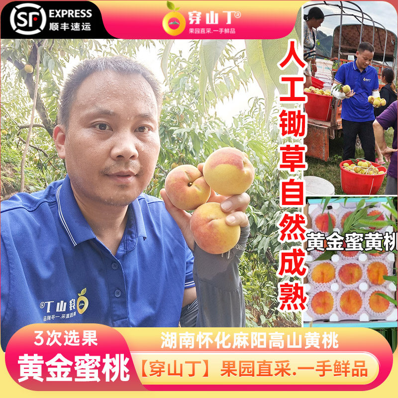 湖南怀化麻阳黄金蜜黄桃_高山彩虹黄桃子脆香甜_新鲜水果现摘黄桃
