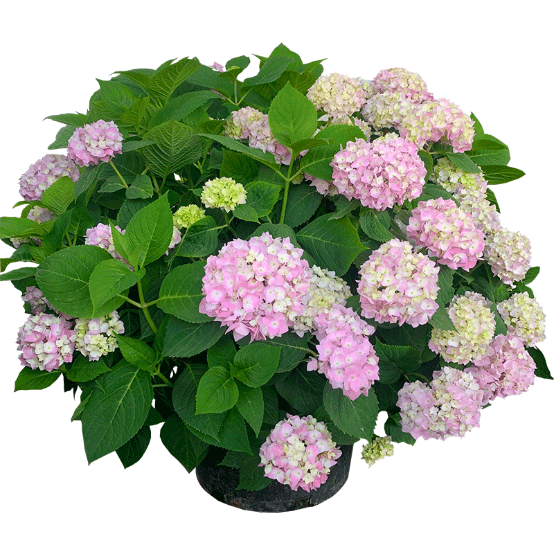 老桩绣球盆栽阳台庭院植物花卉