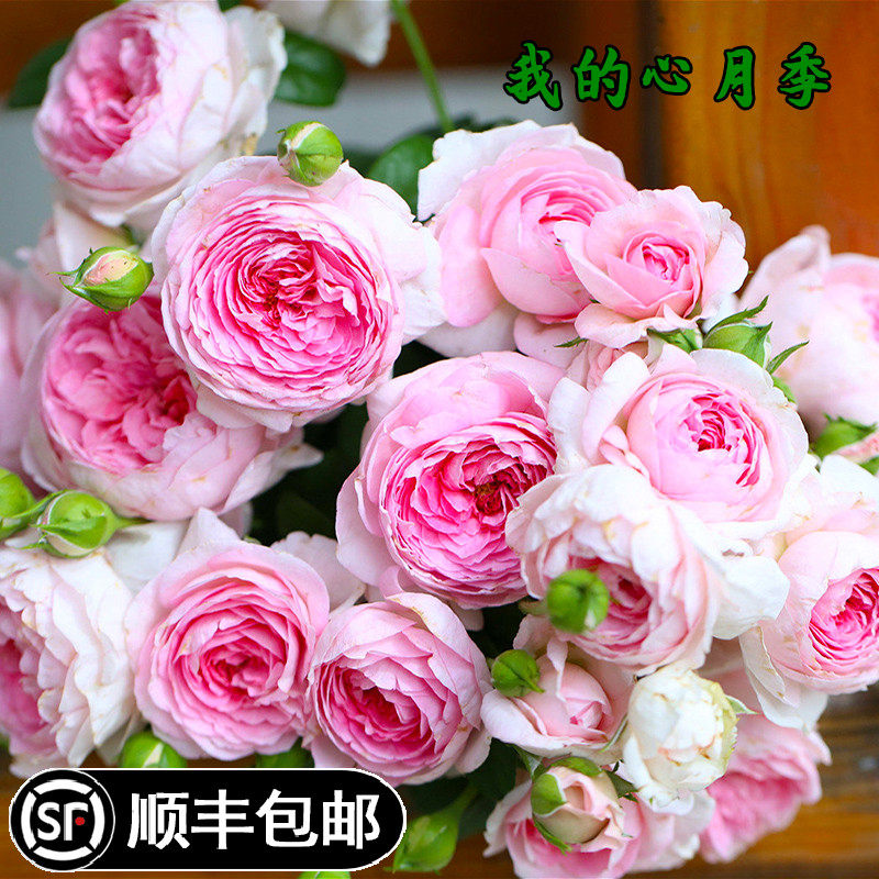 我的心藤本月季花苗庭院爬藤阳台围墙绿植物花卉盆栽蔷薇多季开花