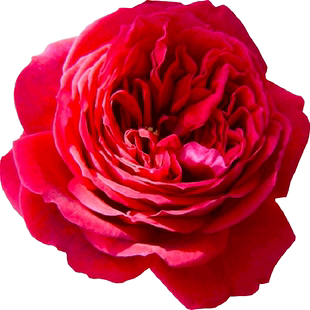 玫瑰国度天使庭院多季阳台藤本丰花攀爬月季耐寒大花月季花苗盆栽