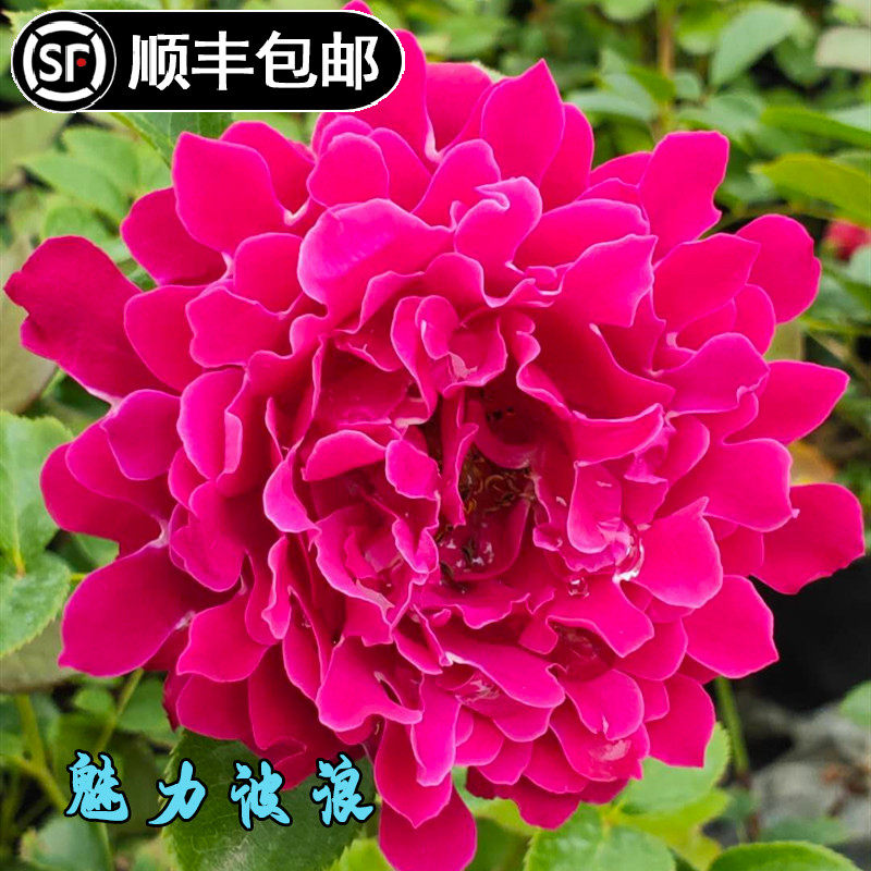 精选魅力波浪月季花苗阳台盆栽庭院花园月季玫瑰绿植花卉多季开花