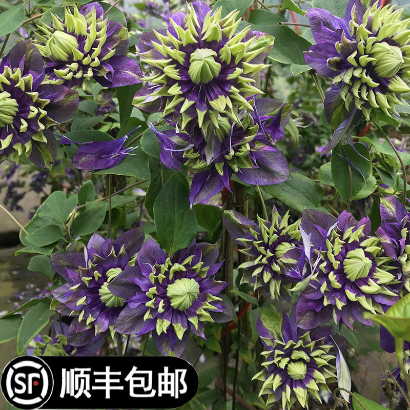 大河铁线莲母系爬藤植物庭院耐寒花卉阳台攀援盆栽花园爬墙开花苗