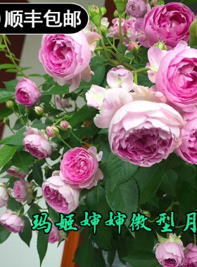欧月玛姬婶婶紫色微型月季勤花庭院阳台抗病浓香月季迷你玫瑰月季