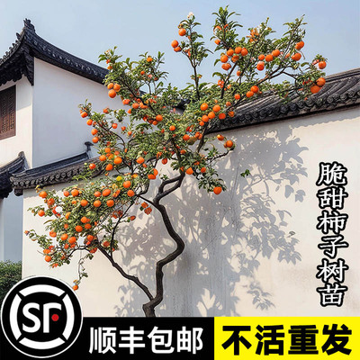 庭院柿子树苗盆栽阳台脆甜柿子