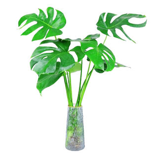 水杉树苗盆景栽云杉池杉小苗落羽杉中山杉树苗别墅庭院绿化景观树