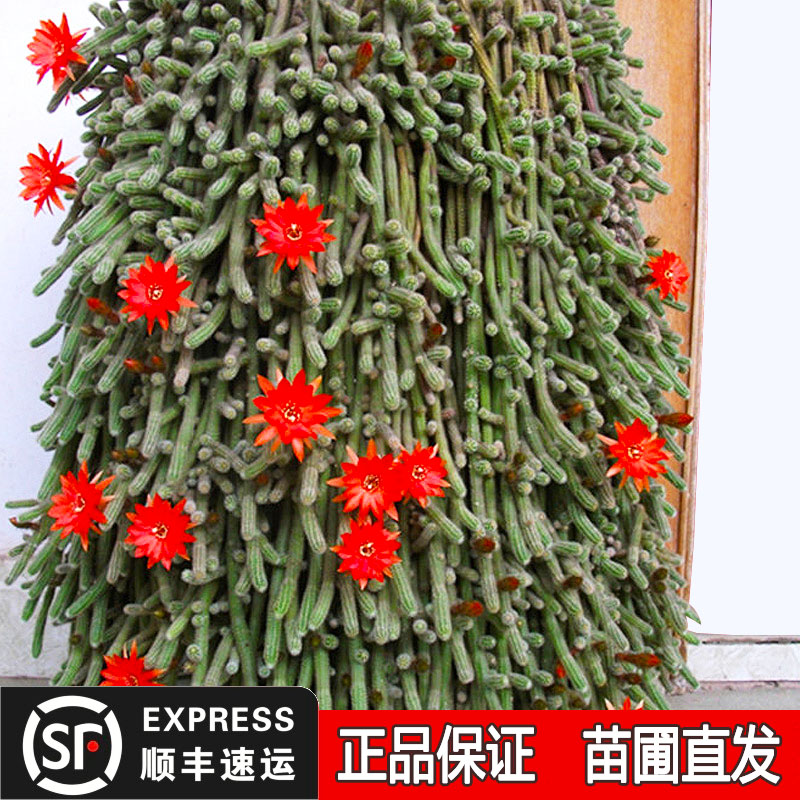 仙人指盆栽办公桌面小型的仙人掌垂吊多肉植物好养的白檀绿植花苗