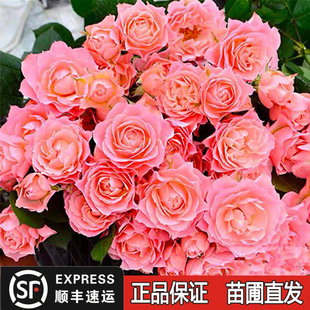 花庭院多季 开绿植盆栽花卉玫瑰苗阳台微型 科莫大花浓香月季 永远