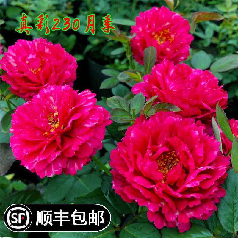 真彩230新品切花丰花条纹裙边红色中香月季花苗芍药牡丹花型花卉