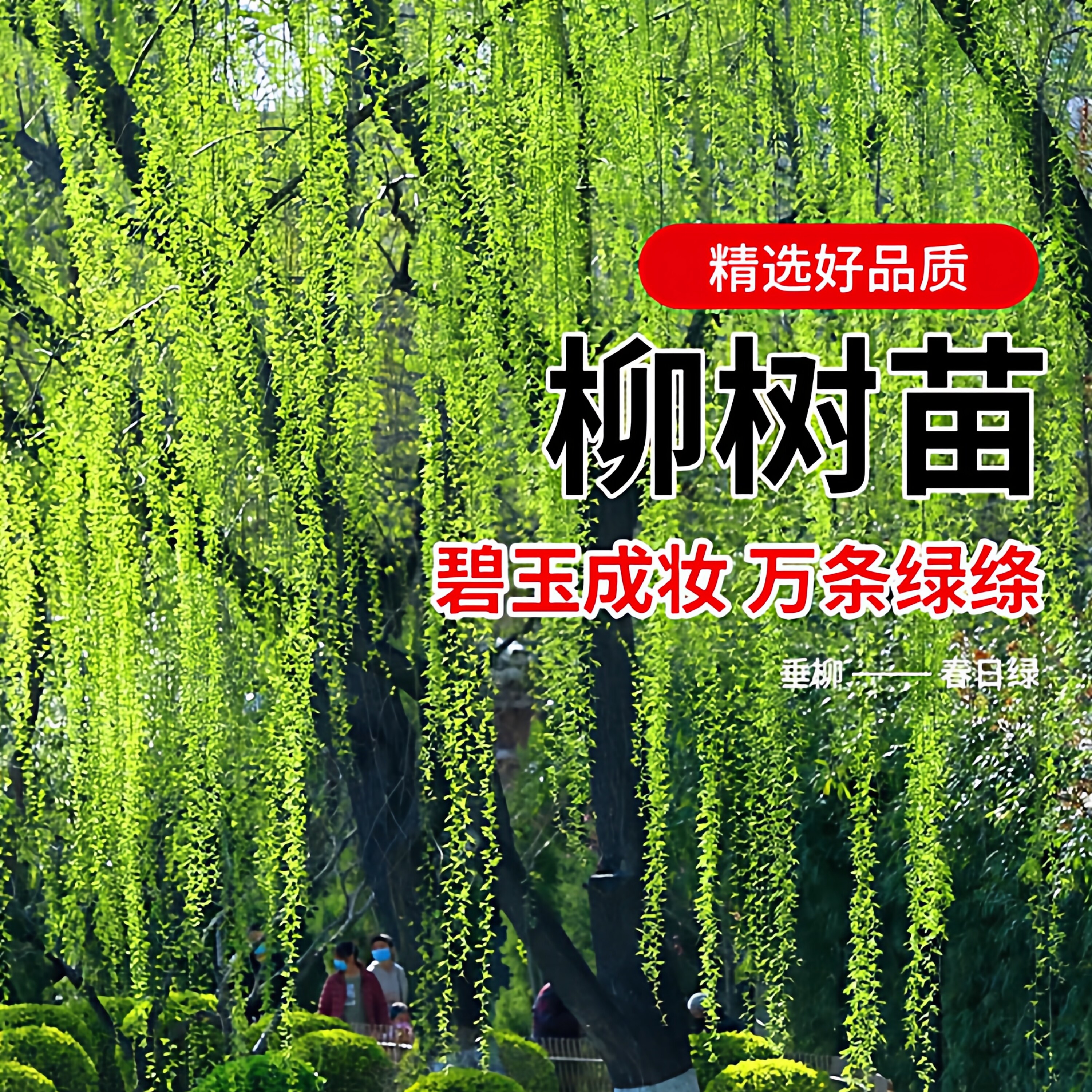 柳树树苗垂柳黄金柳青柳直竹柳工程绿化行道树风景树耐寒种植乔木