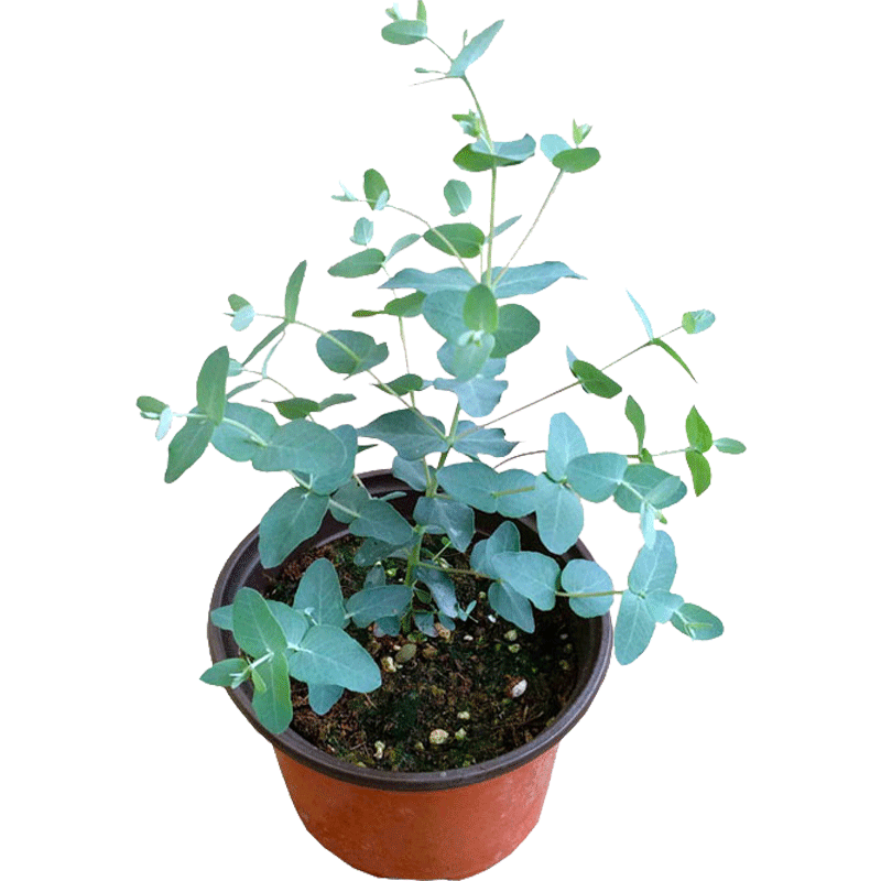 尤加利苹果桉室内观叶植物不开花