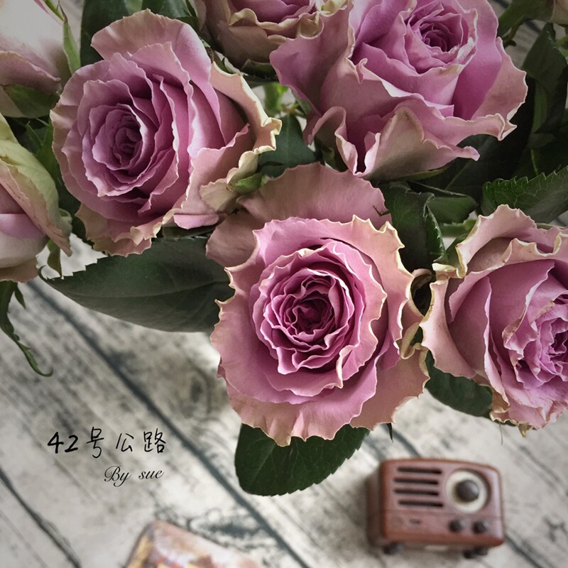 新品特洛伊42号月季玫瑰花大苗复古色紫色阳台盆栽花园花卉绿植物